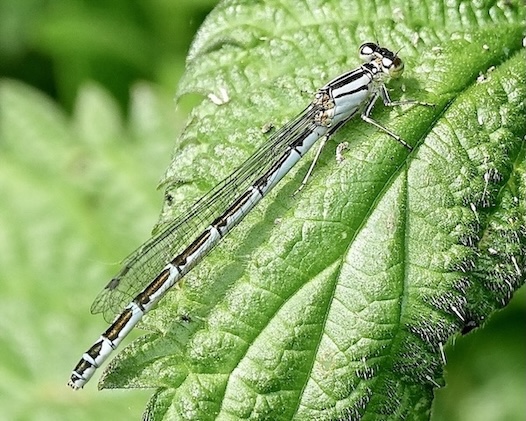common blue damselfly